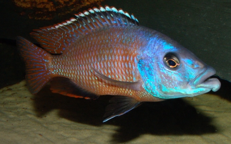 Placidochromis milomo 'Mbenji Island'